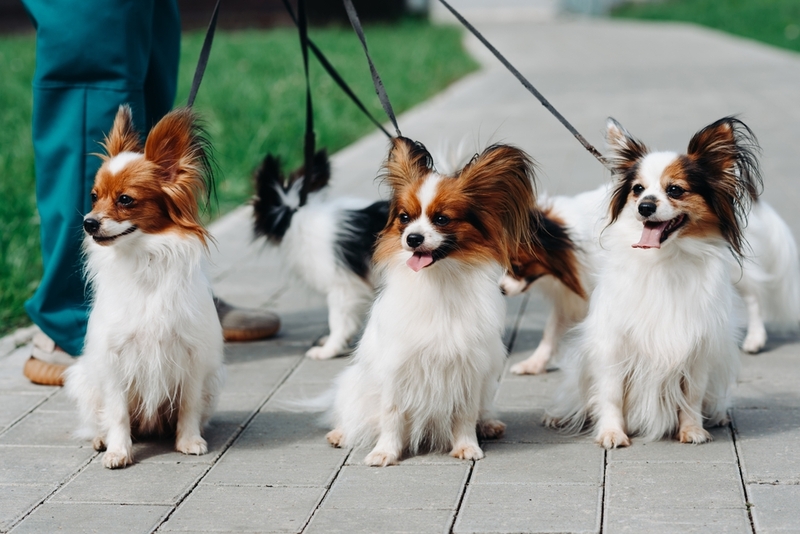 Сколько живут папильоны?