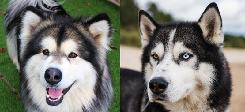 Разница маламута и хаски – в размере головы