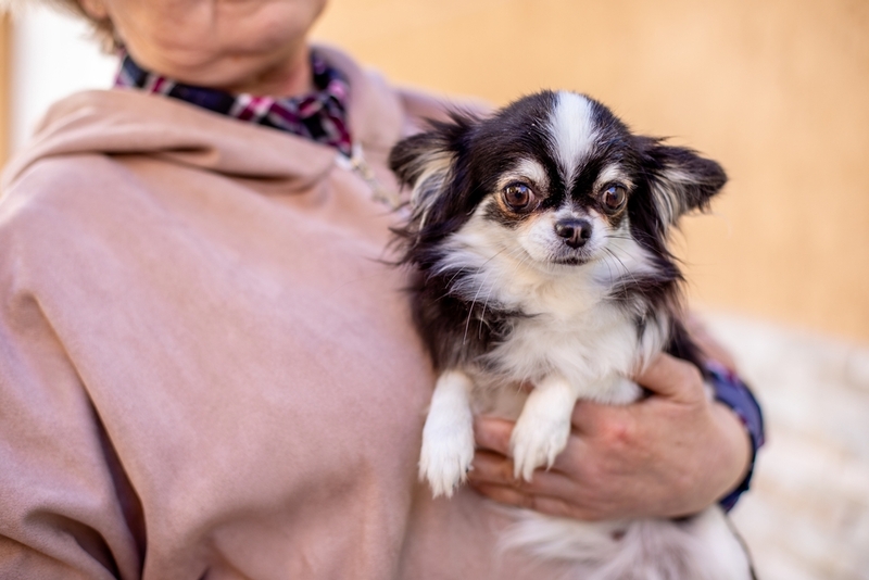 Чихуахуа-метис может быть злым