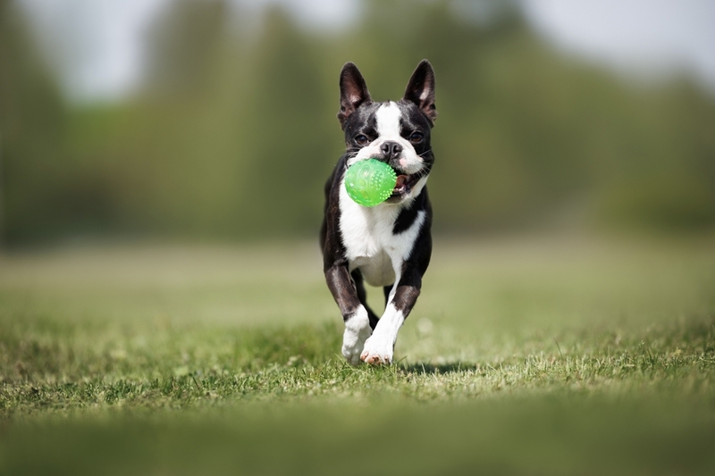 Отличается ли бостон-терьер от французского бульдога?