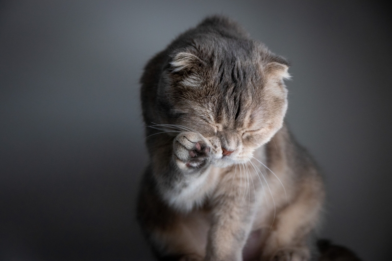 Ожирение у шотландской вислоухой кошки может провоцировать развитие болезни