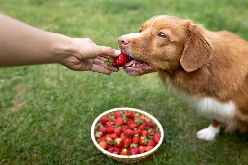 Какие фрукты и ягоды можно собаке?