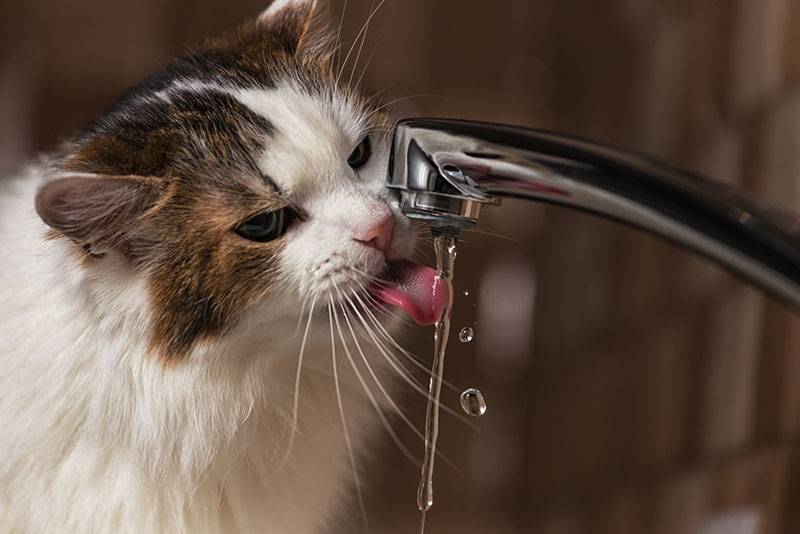 Сколько воды в день должна пить кошка – норма в сутки