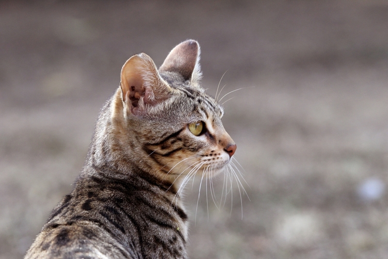 У бенгальской кошки бывают болезни суставов