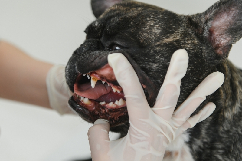 Срок жизни французского бульдога можно определить по зубам