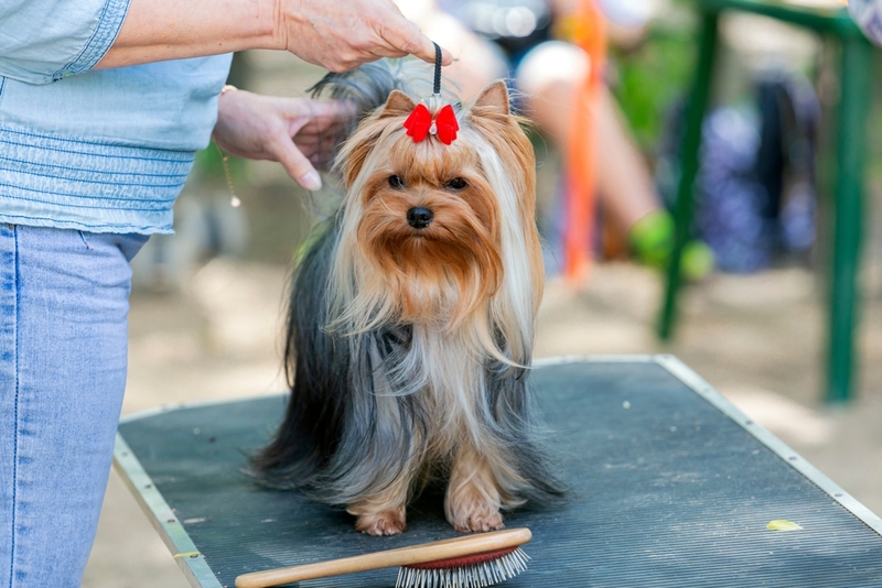 Хендлер с йорком