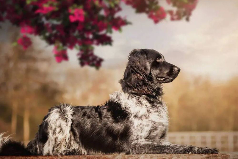 Пятнистая порода собак стабихун