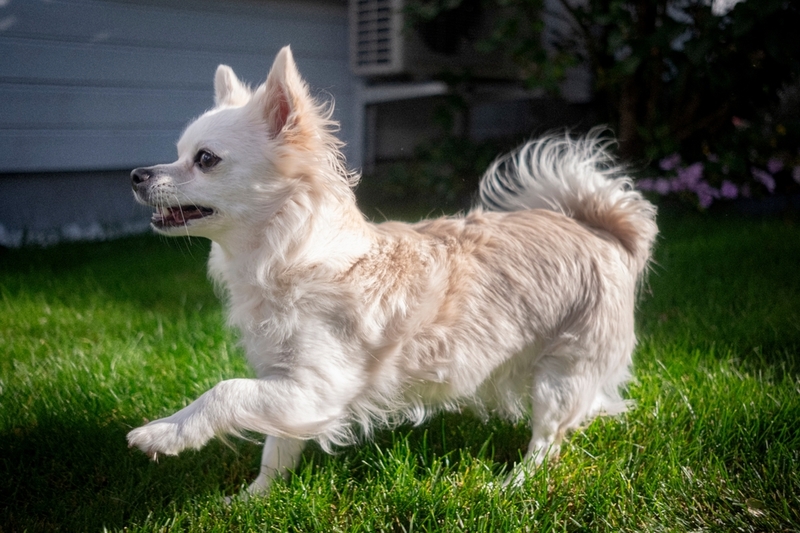 Белая чихуахуа с кремовым оттенком