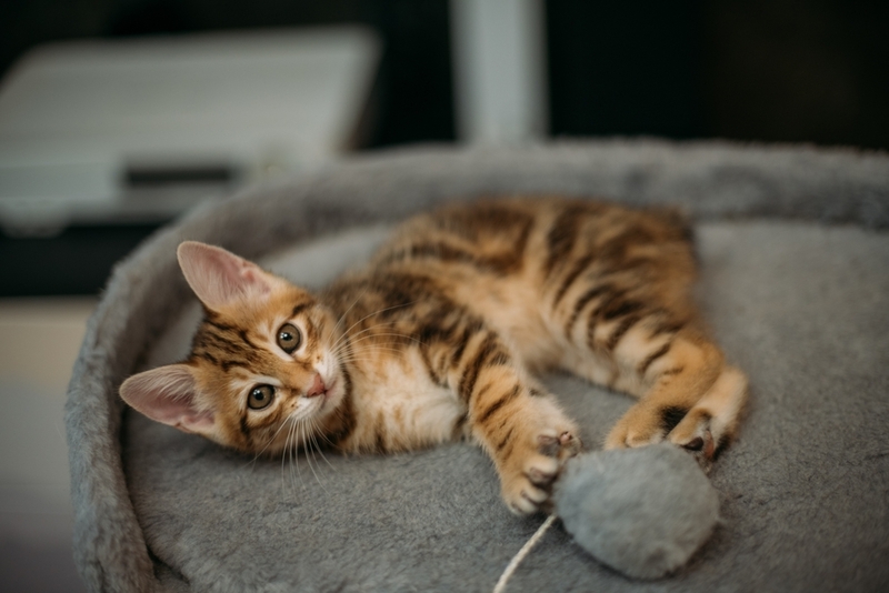 Если есть аллергия на кошек, лучше не покупать курильского бобтейла