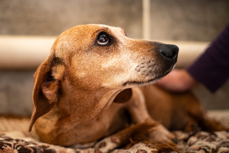 На внутренних органах липомы у собаки удалять сложнее
