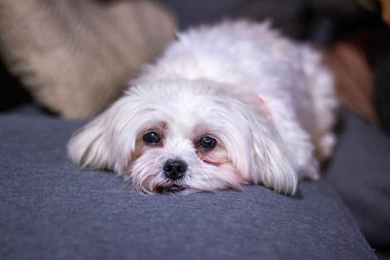 На поздних сроках беременности у мальтийской болонки снижается активность