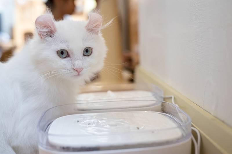 Почему кошка не пьет воду вообще или очень мало: причины и что делать
