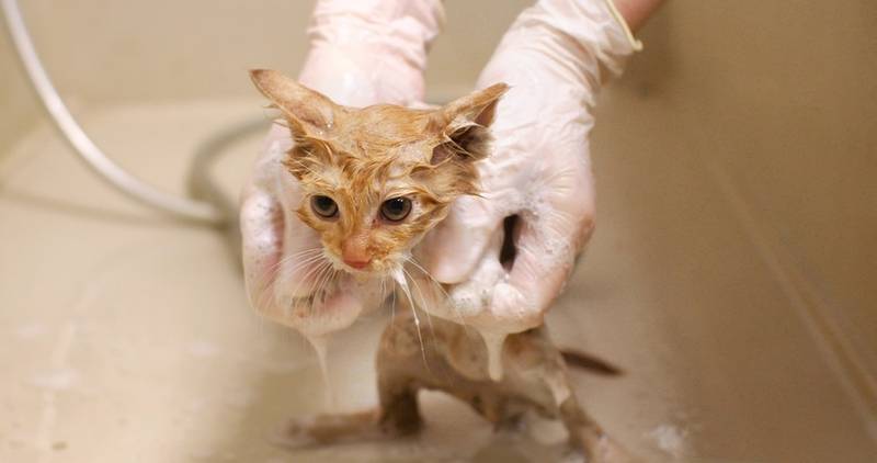 Когда можно купать котенка первый раз: со скольки месяцев и как мыть  правильно?