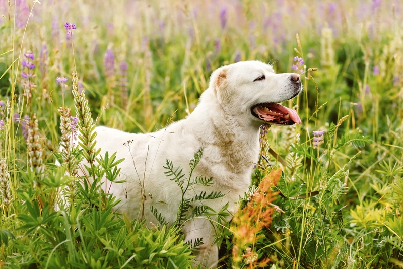 Каково происхождение алабая и кангала?