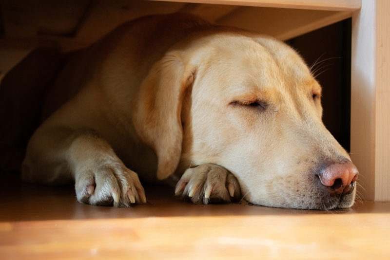Сальмонеллез  у собак вызывают бактерии