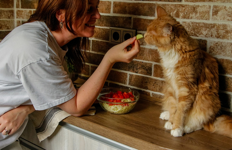 Кошке предлагают огурец