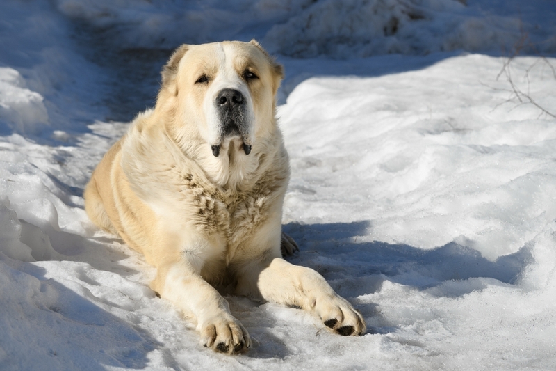 Владельцу важно знать, сколько длится беременность у алабая