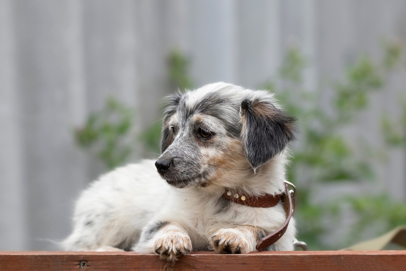  Гиперпаратиреоз  у собак проявляется сонливостью 