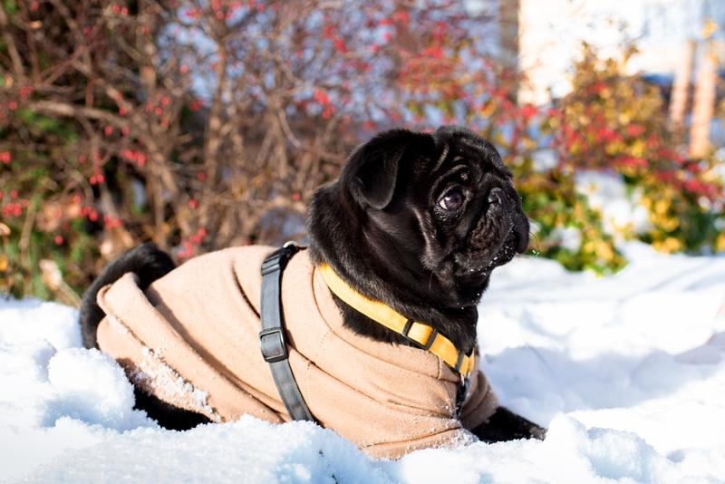 Черный мопс нуждается в дрессировке