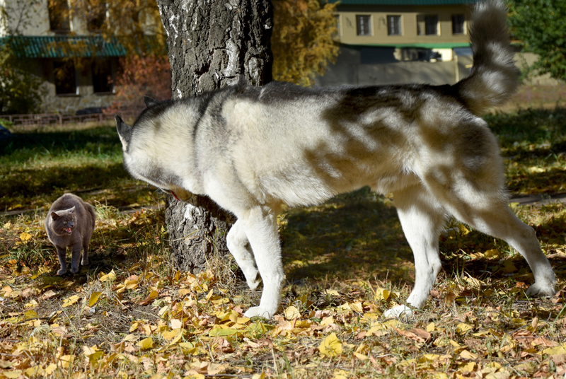 Если кошка шипит на собаку, лучше отложить знакомство