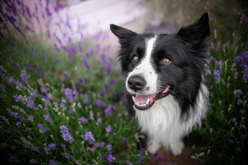 У бордер-колли болезнь может быть связана с генами