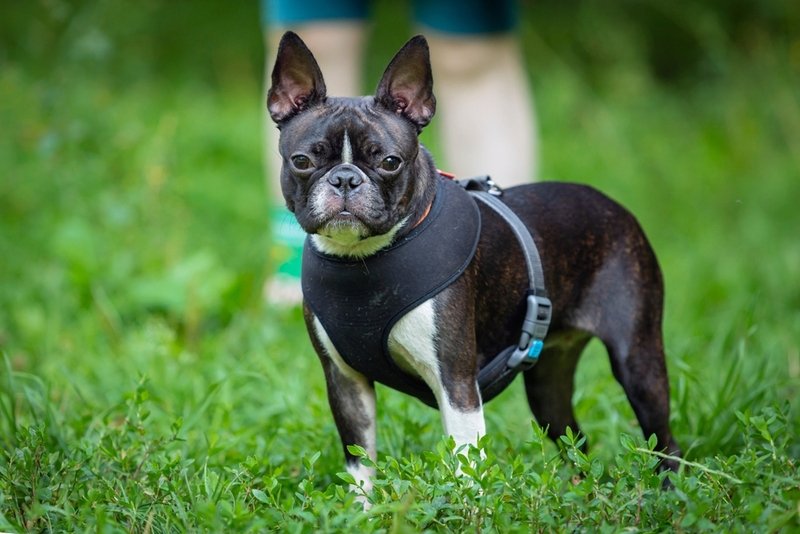 Сколько живут бостон-терьеры в домашних условиях?