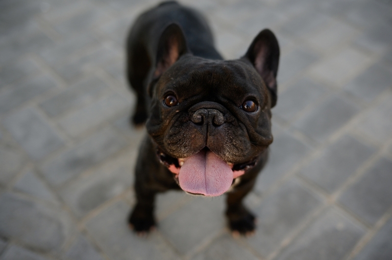 Бывает, что беременность французского бульдога требует кесарева сечения