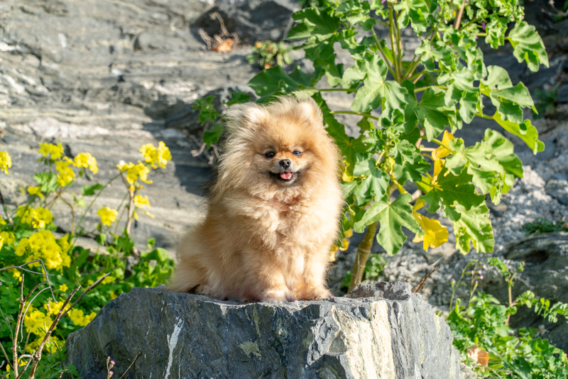 Как выбирать щенка рыжего шпица?
