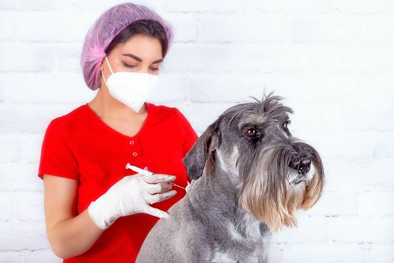 Лечение нефрита у собак
