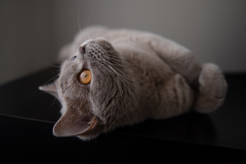 Британские кошки могут становиться злыми?