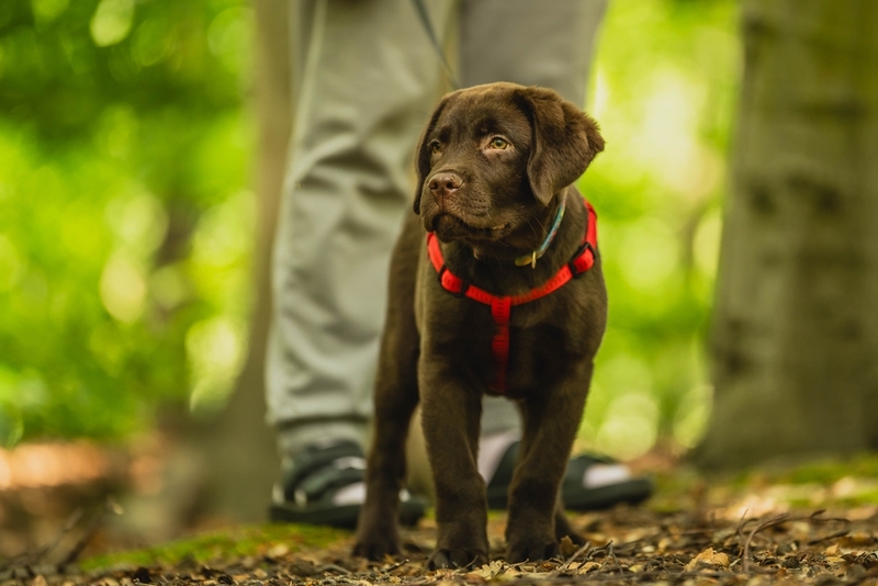 Щенок коричневого лабрадора