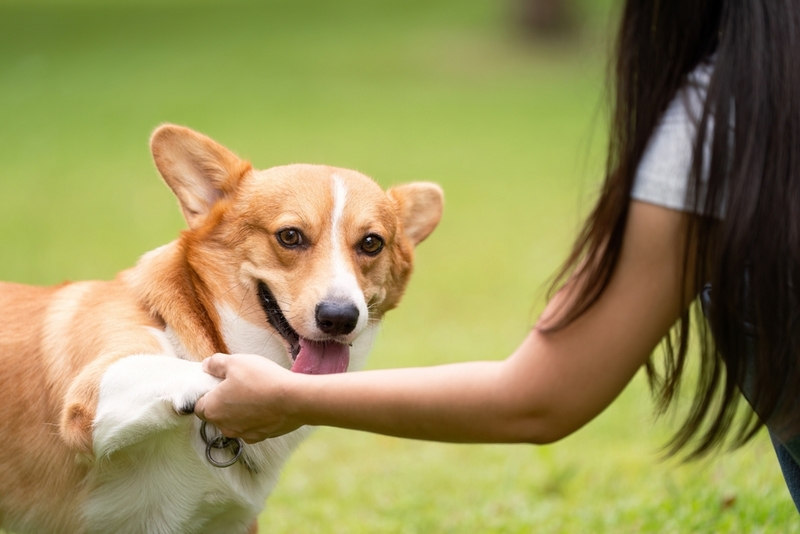 Рацион во время беременности у корги должен быть особым