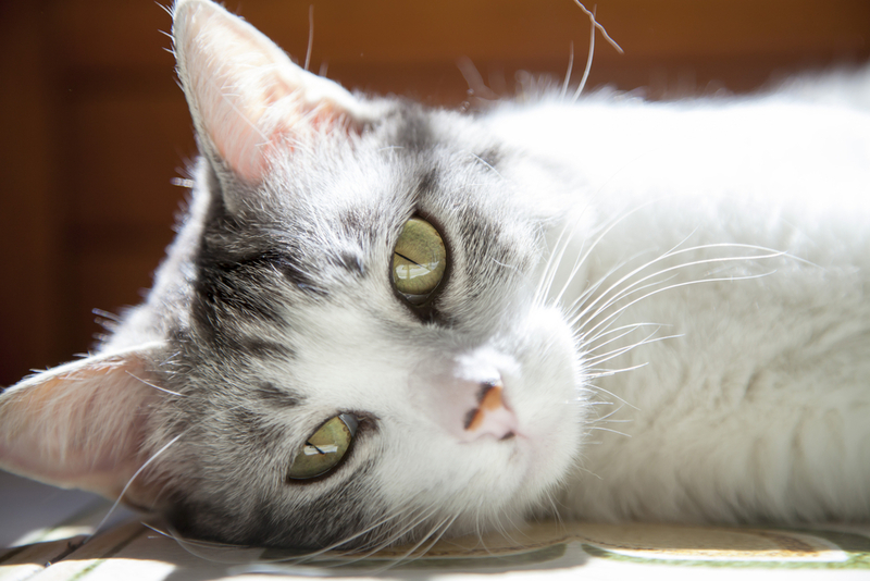 Холангит у кошек возникает из-за попадания в нее патогенов