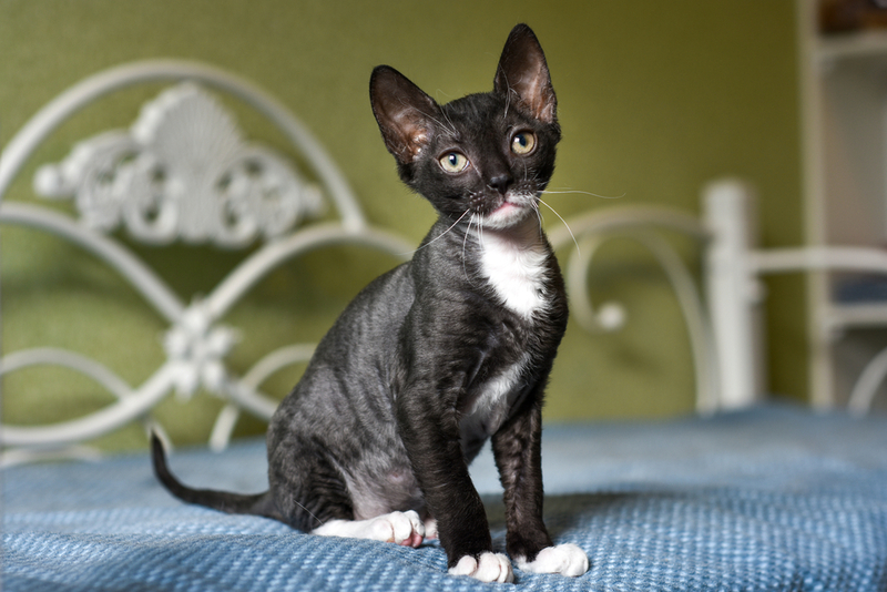 Рекс – кот, выведенный русскими селекционерами