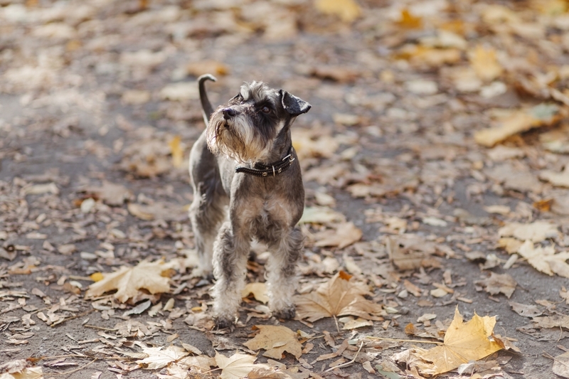 Размер цвергшнауцера влияет на то, сколько он проживет