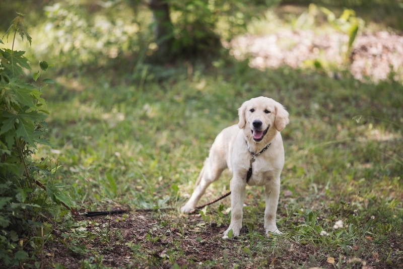 Какие общие черты у всех разновидностей ретриверов?