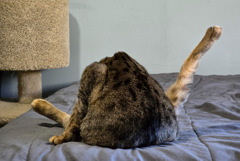 Кошка умывает область под хвостом