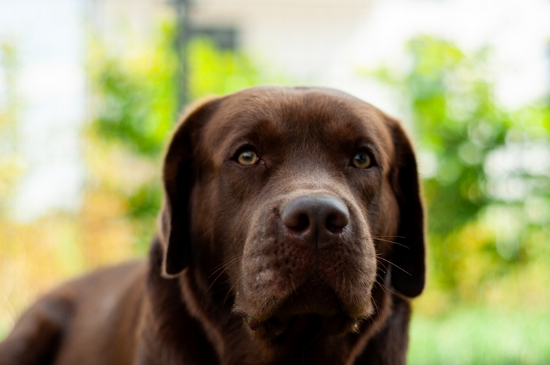 Беременность лабрадора сопровождается определенными симптомами