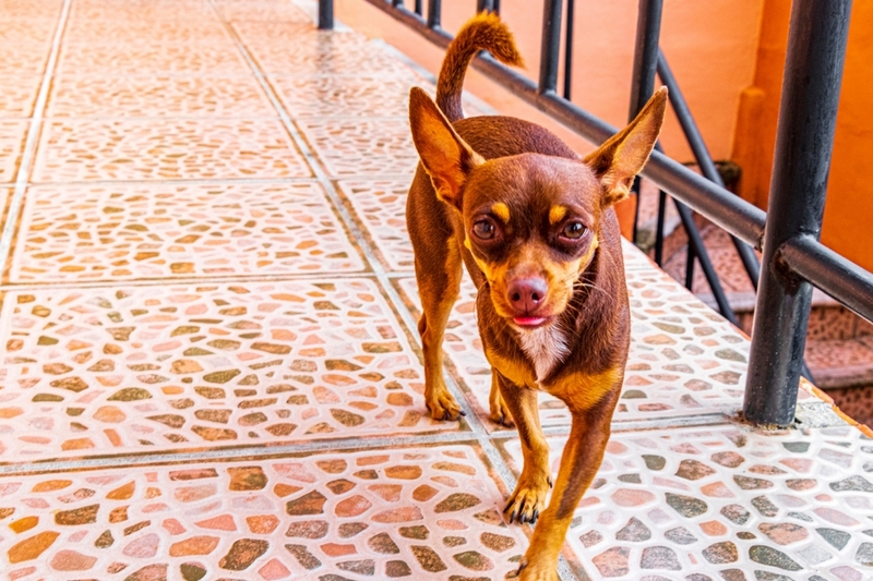 Той-терьер с течкой нуждается в уходе