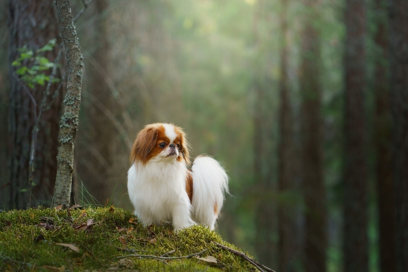 Срок жизни японского хина короче, чем у людей