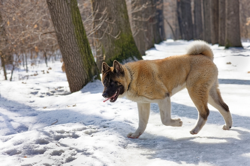 Вес американской акиты растет по месяцам