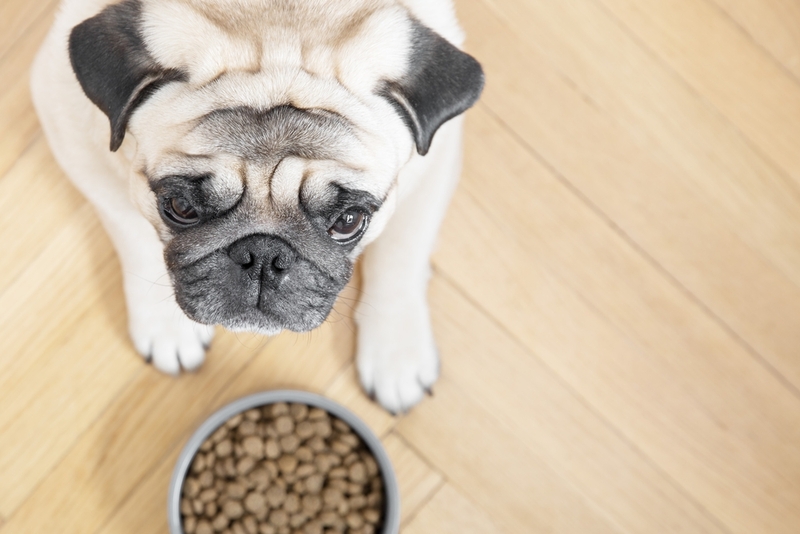 Срок жизни мопса зависит от его питания