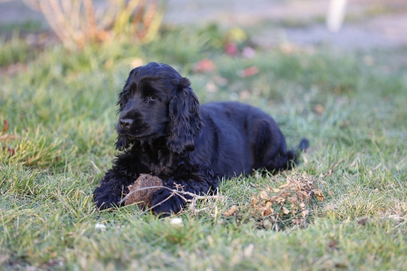 Какой характер у черного спаниеля?