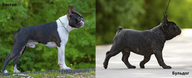 В чем отличие расцветки французского бульдога и бостон-терьера?