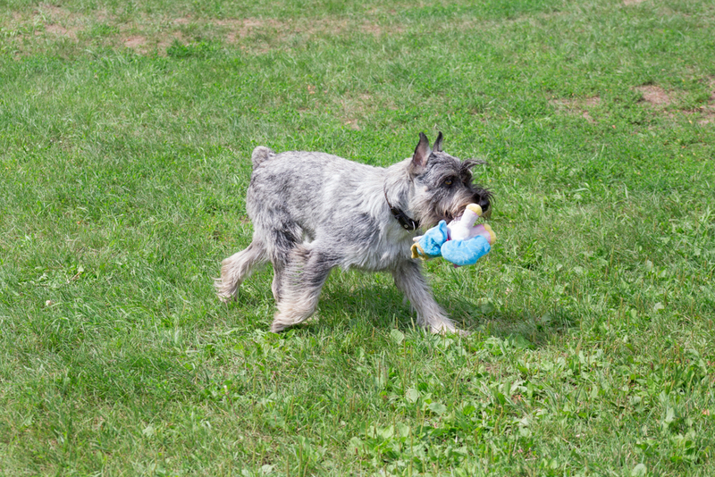 Разновидность шнауцера среднего размера
