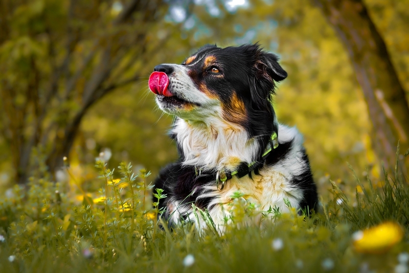 Бордер-колли