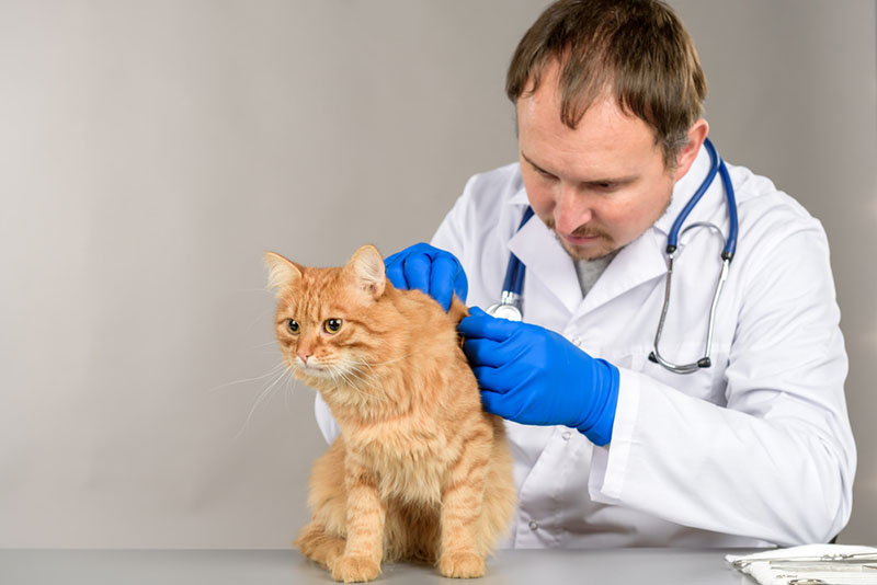 чтобы определить, что кот заболел стоит показать питомца ветеринарному дерматологу