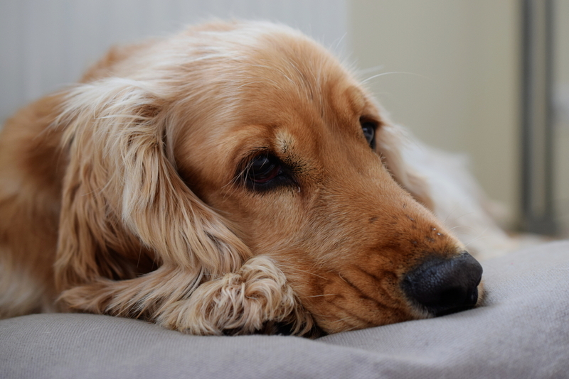 Себорея у собак может сопровождаться вторичной инфекцией