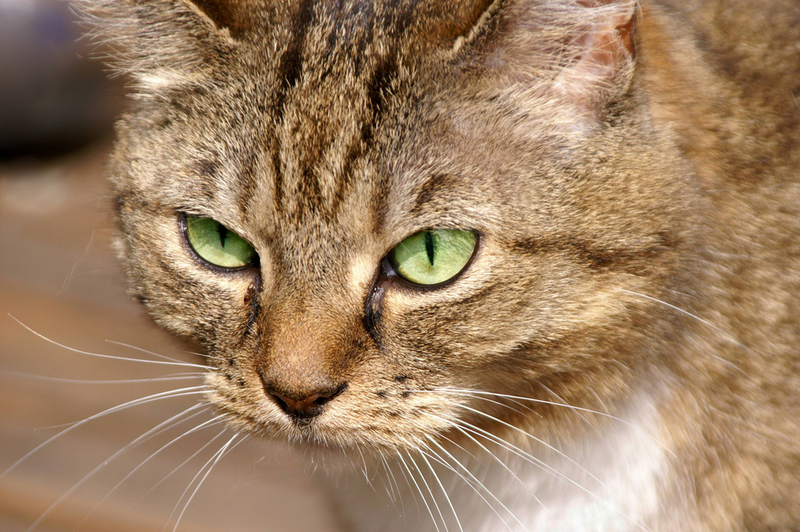 Почему у кошки могут выпадать усы?