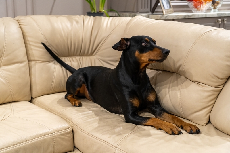 Доберман – преданная собака